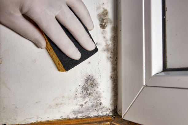 Best Biohazard Mold Removal  in Clancy, MT